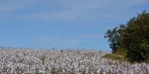 Cotton field